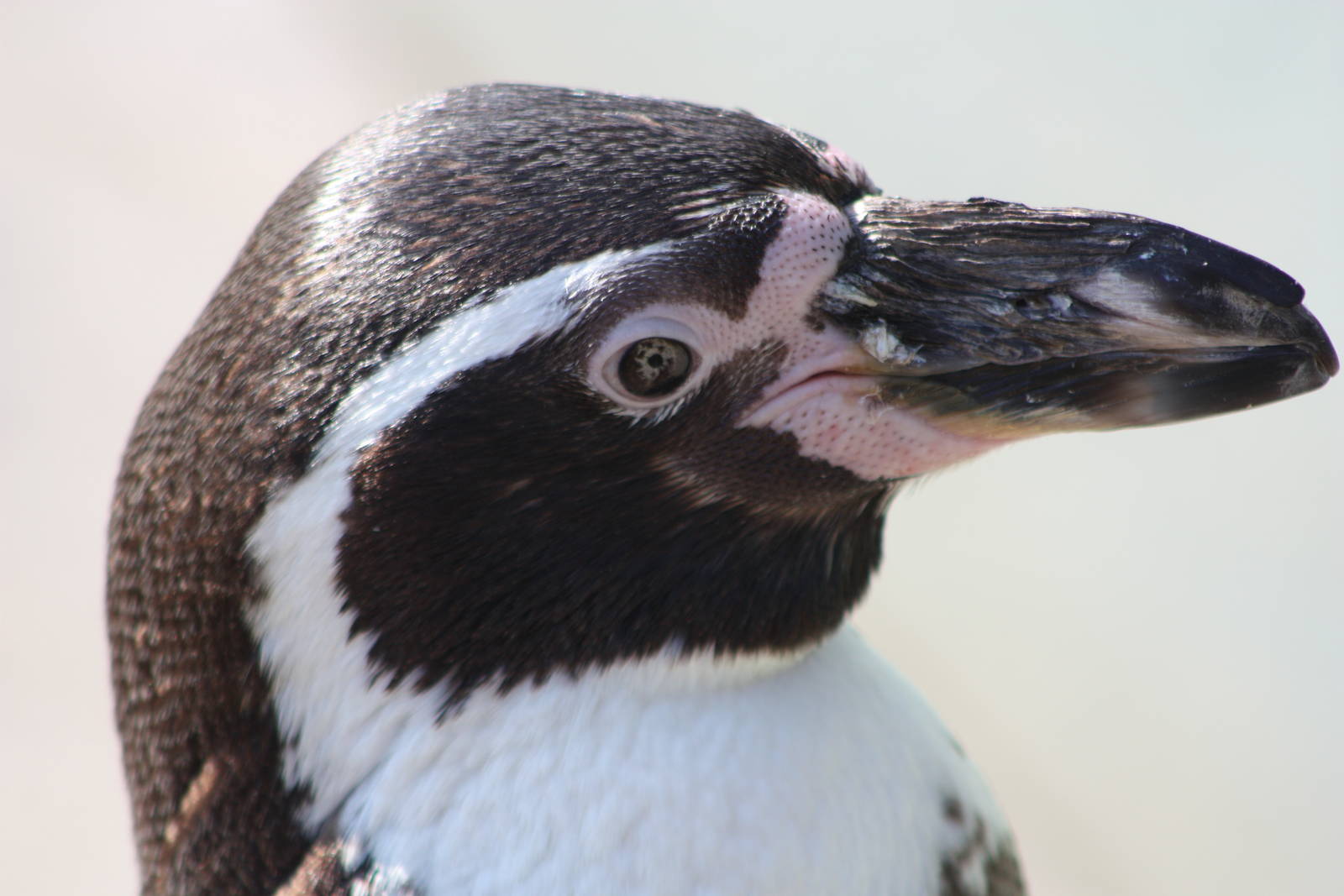 Closer still, 1st June 2014