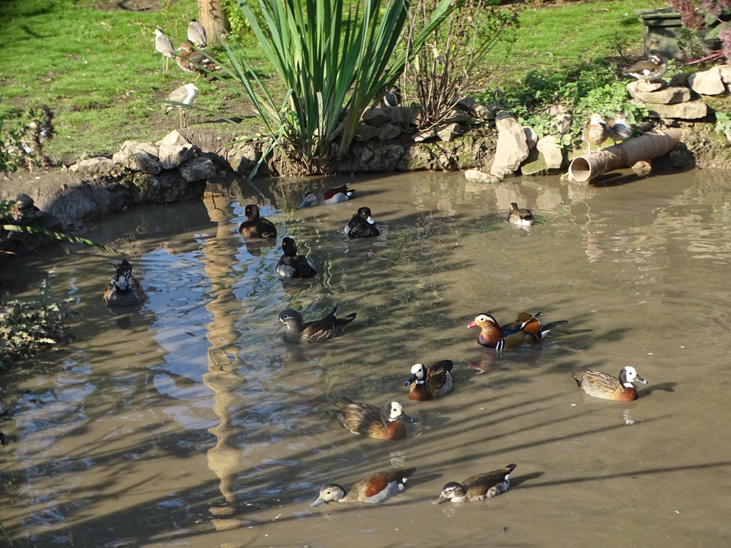 Closer view of some of the waterfowl, 5th October 2024