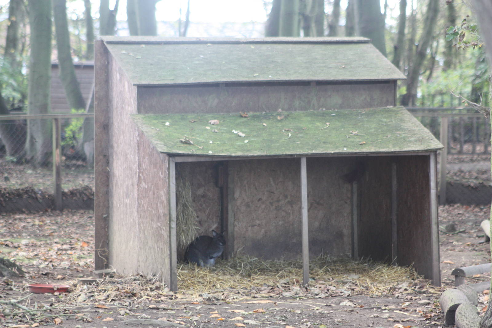 Closer view of wallaby shelter, 29th October 2014