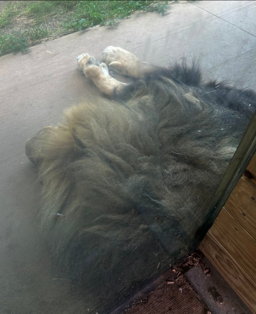 Closest Lion Ever (7/12/25)