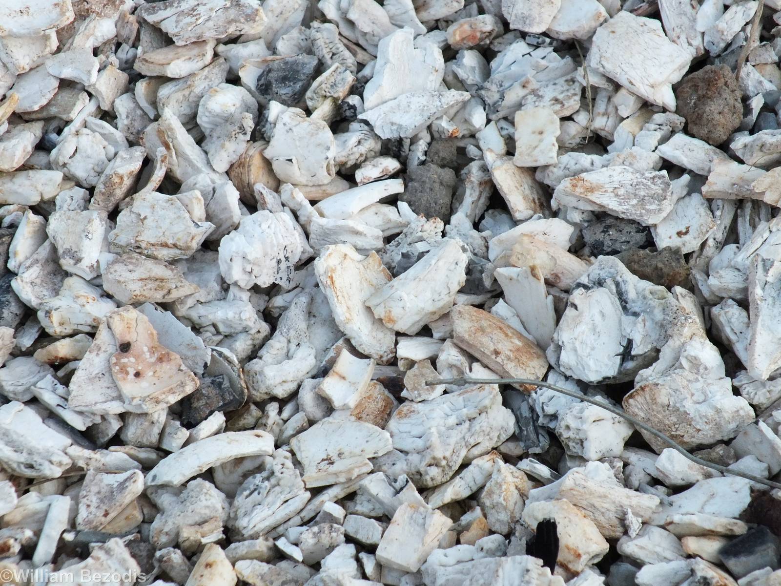 Closeup of Burnt Ivory  - Nairobi National Park