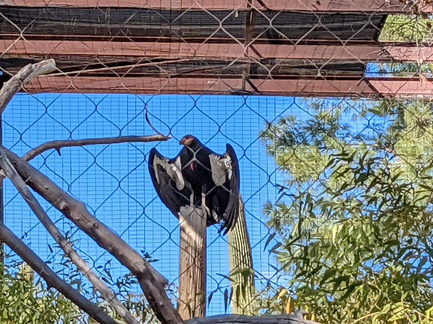 Closeup of California Condor