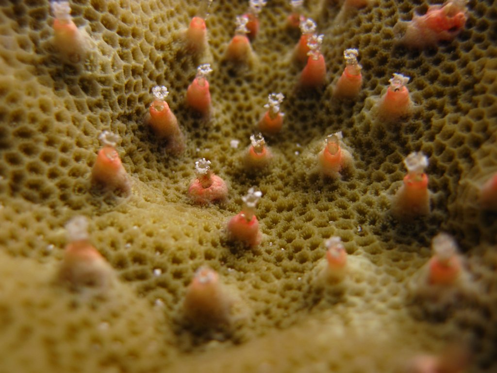 Closeup of Coral Polyps