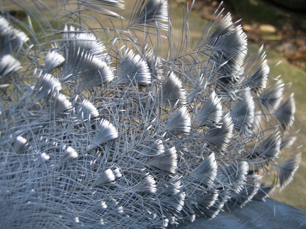 Closeup of crown on Victoria Crowned Pigeon