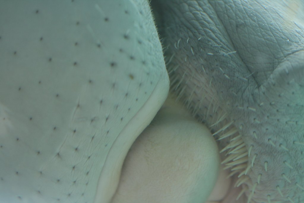 Closeup of Dugong mouth