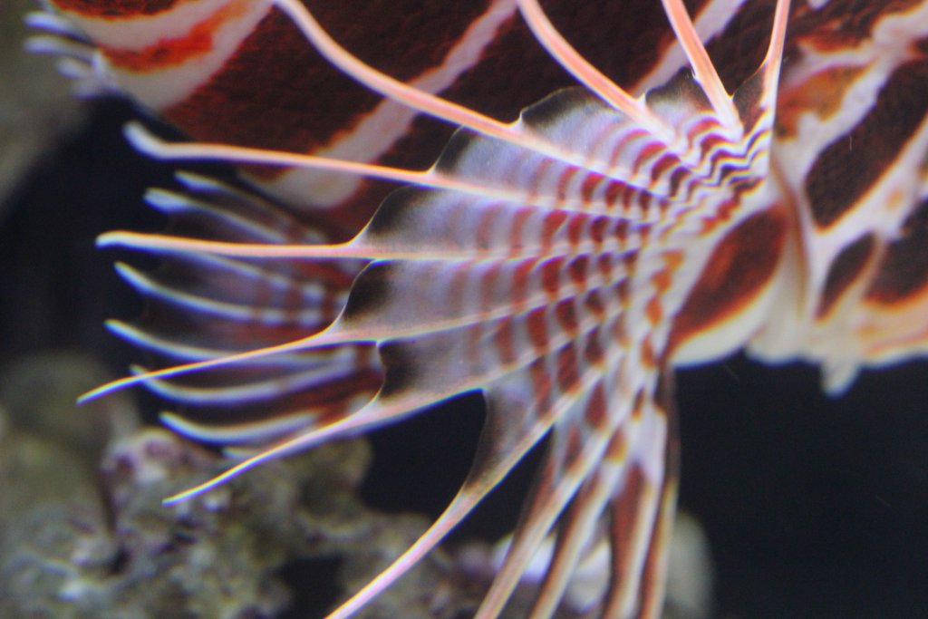 Closeup of pectoral fin of Hawaiian Lionfish (Pterois sphex)