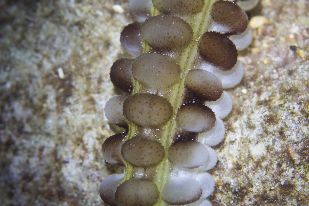 Closeup of Sea Cucumber