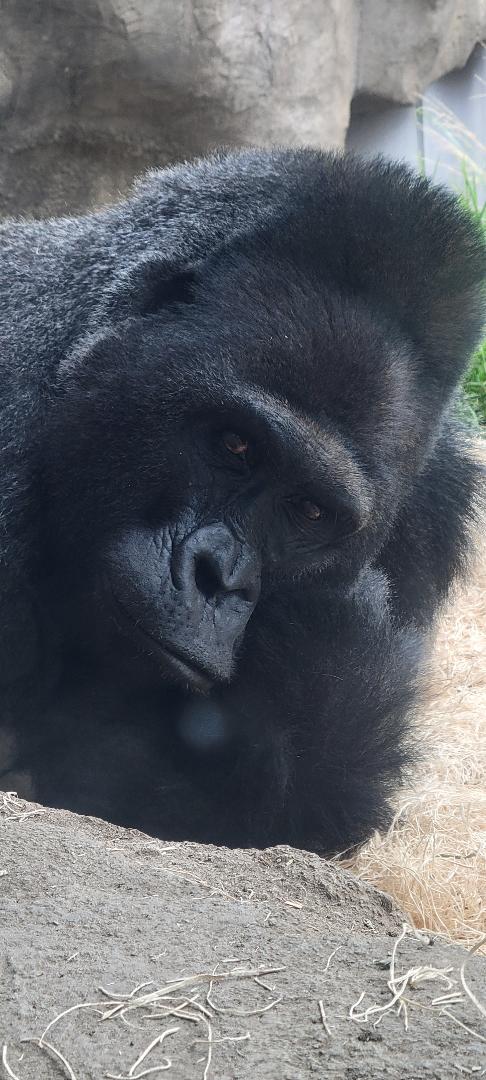 Closeup of the fabulous Bangori.