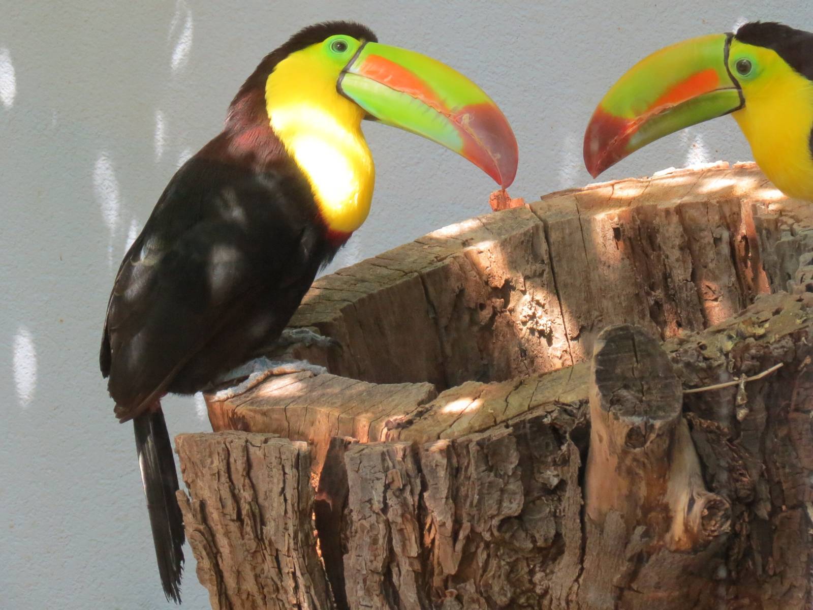 Cloud Forest - Keel-billed Toucan