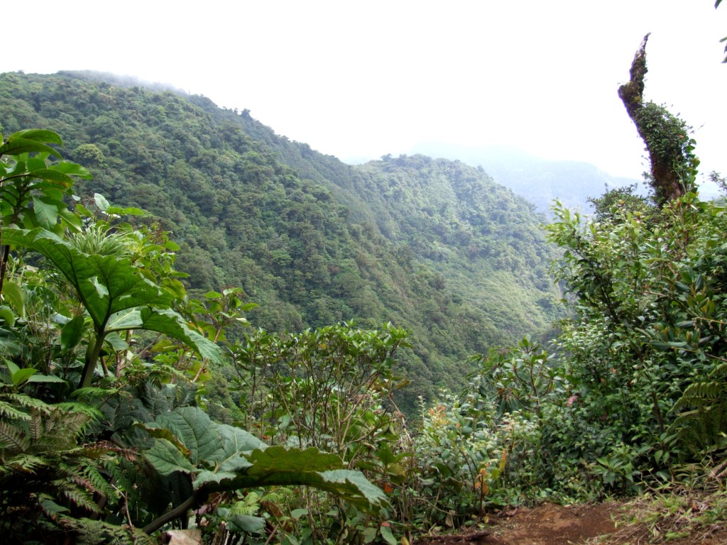 Cloud Forest, Monteverde, 20/04/14