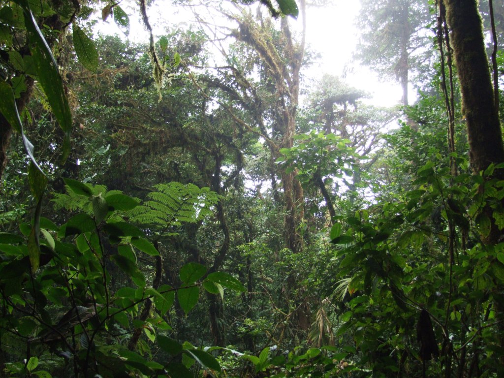 Cloud Forest, Monteverde, 20/04/14