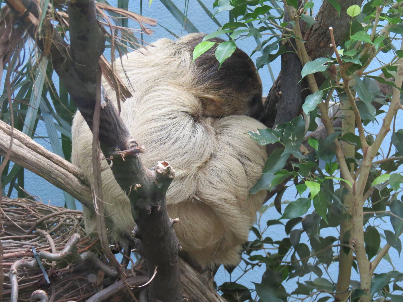Cloud Forest - Two-toed Sloth