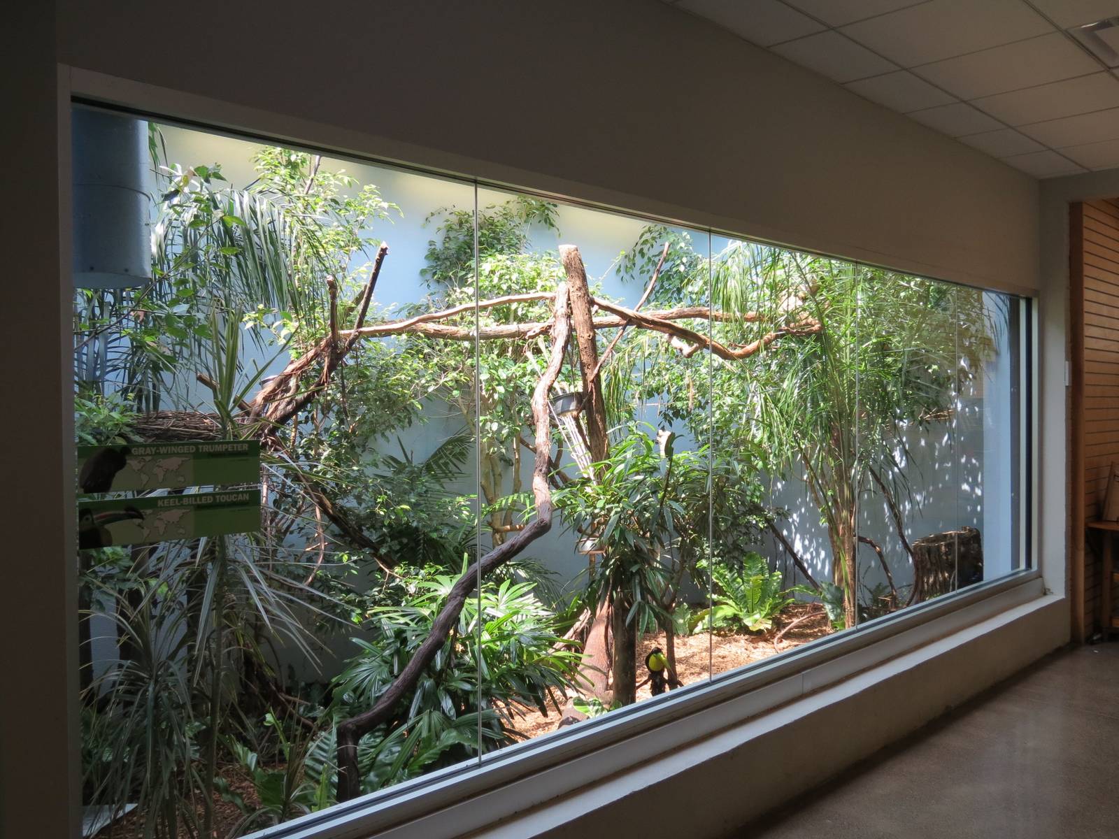 Cloud Forest - Viewing Window