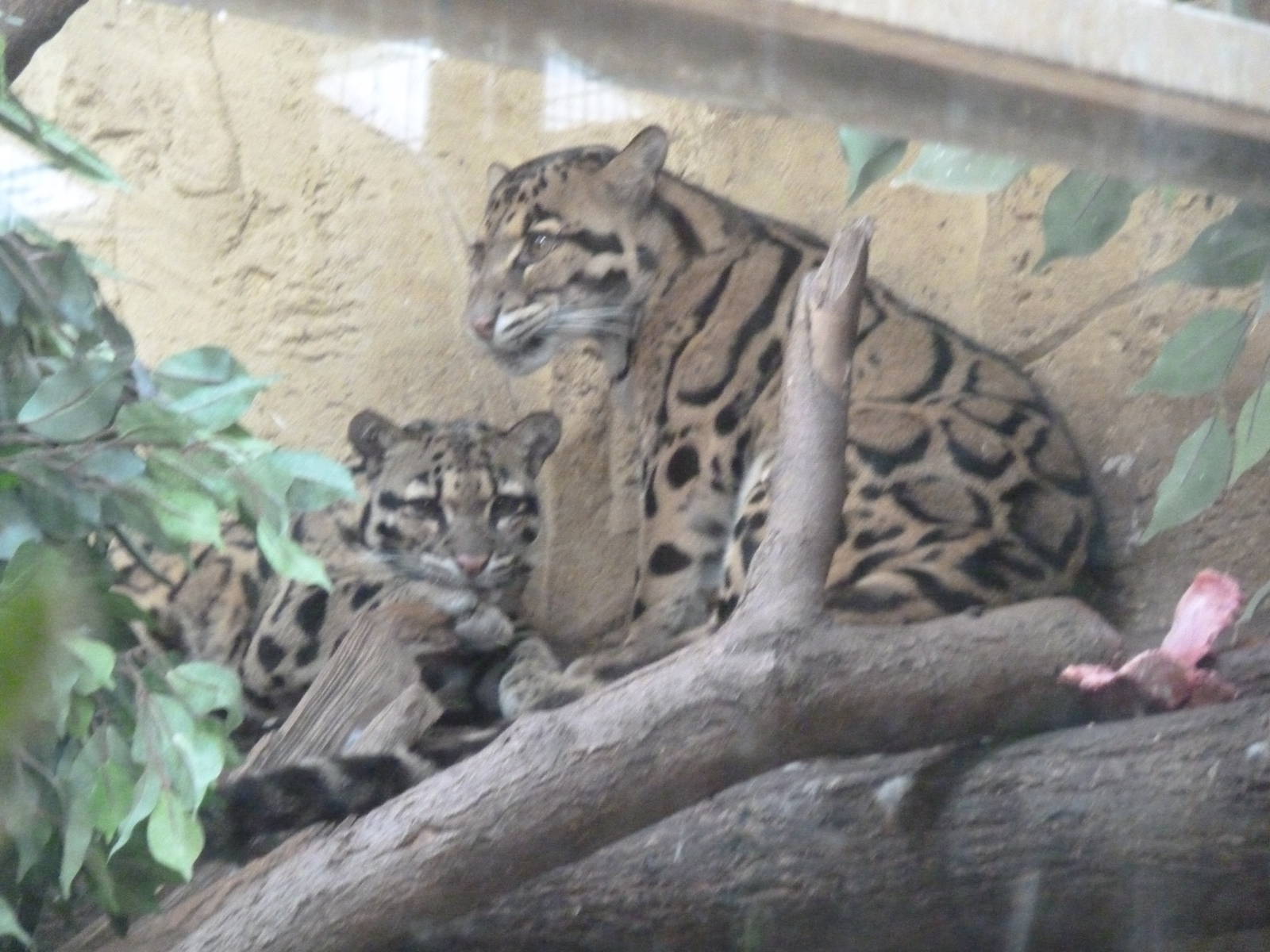 Cloud Leopards