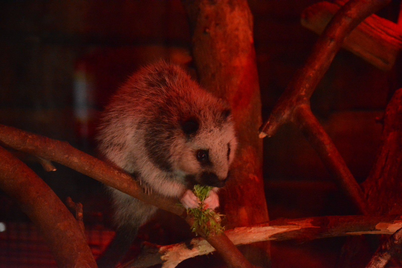 Cloud Rat 28/10/2022