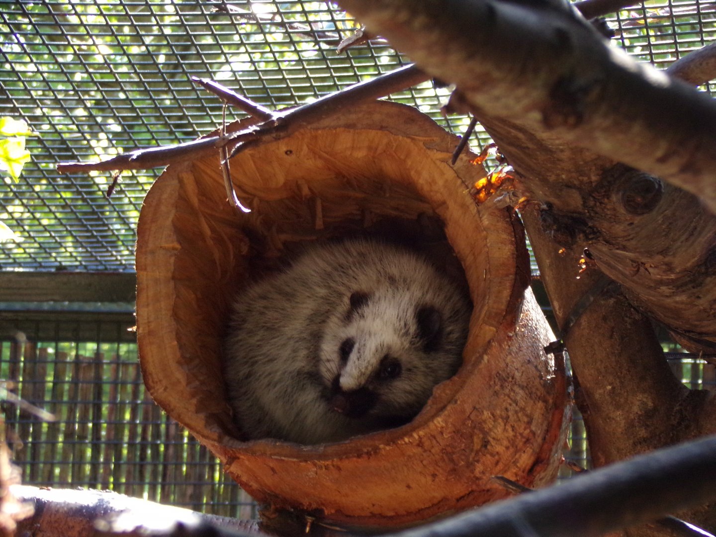 Cloud rat in a log 20.4.25