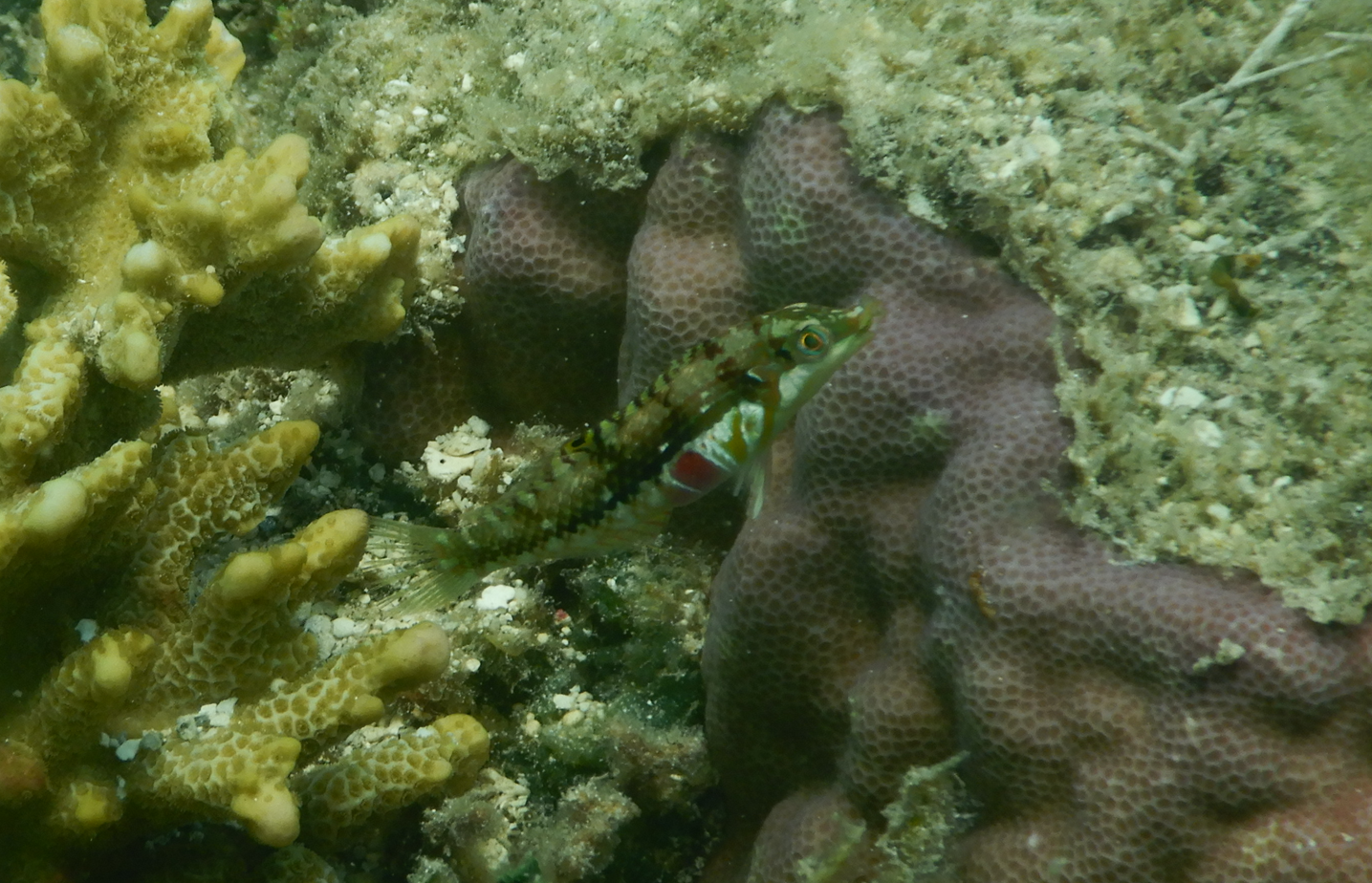 Cloud Wrasse (Halichoeres nebulosus)