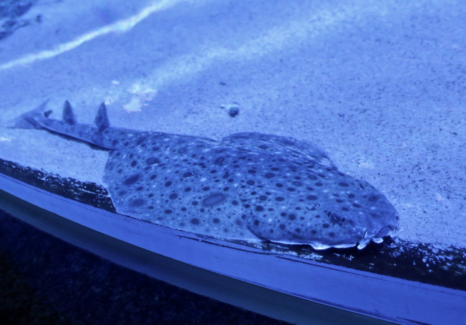 Clouded Angelshark (Squatina nebulosa)