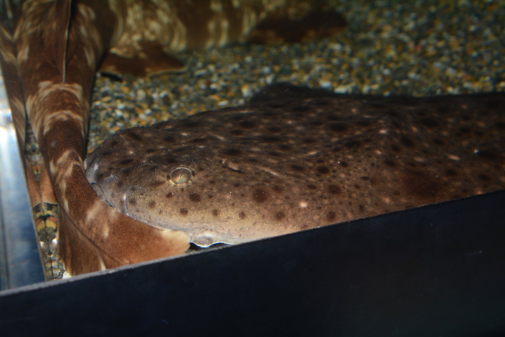 Clouded angelshark (Squatina nebulosa)