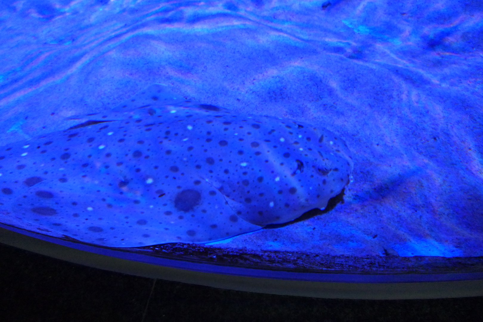 Clouded Angelshark (Squatina nebulosa)