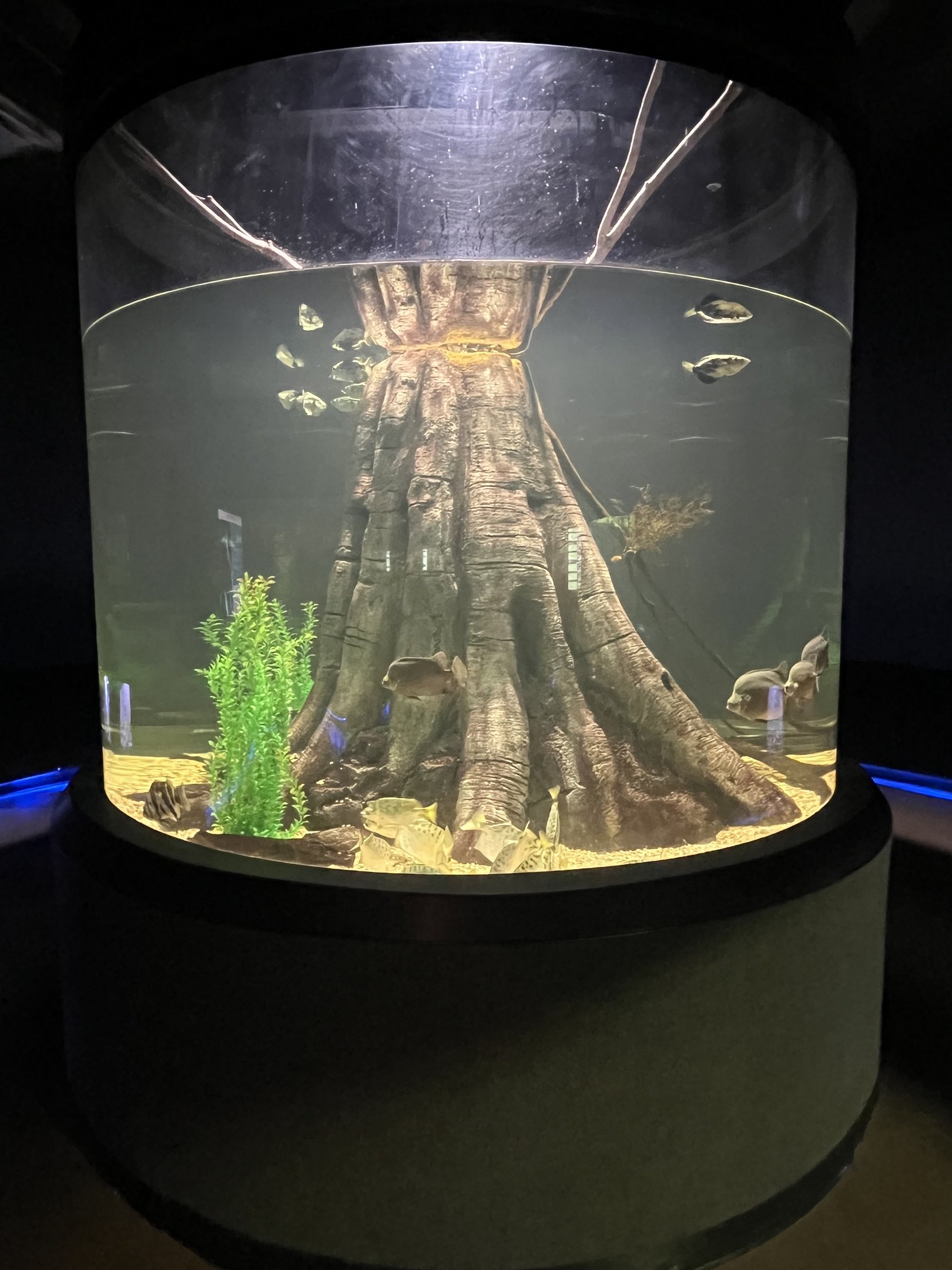 Clouded Archerfish Exhibit