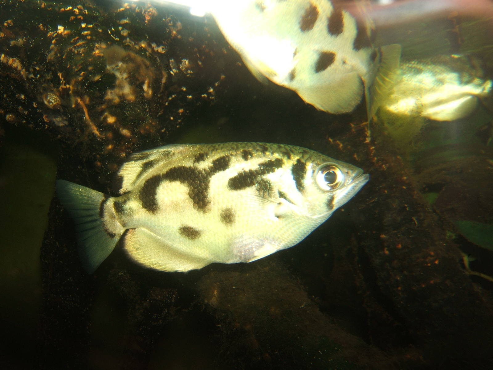 Clouded Archerfish (Toxotes blythii)