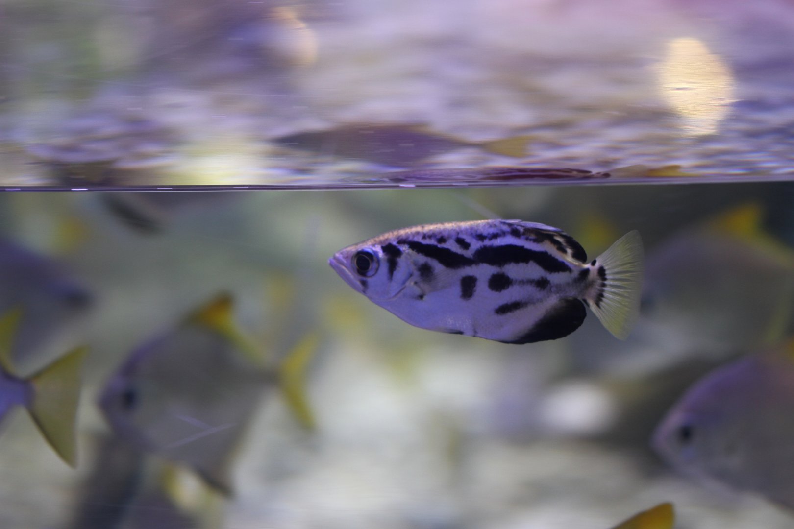 Clouded archerfish (Toxotes blythii)