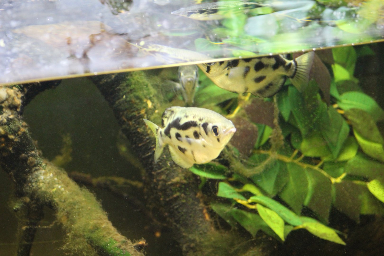 Clouded Archerfish