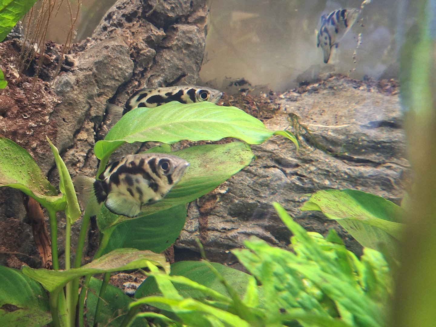 Clouded Archerfish
