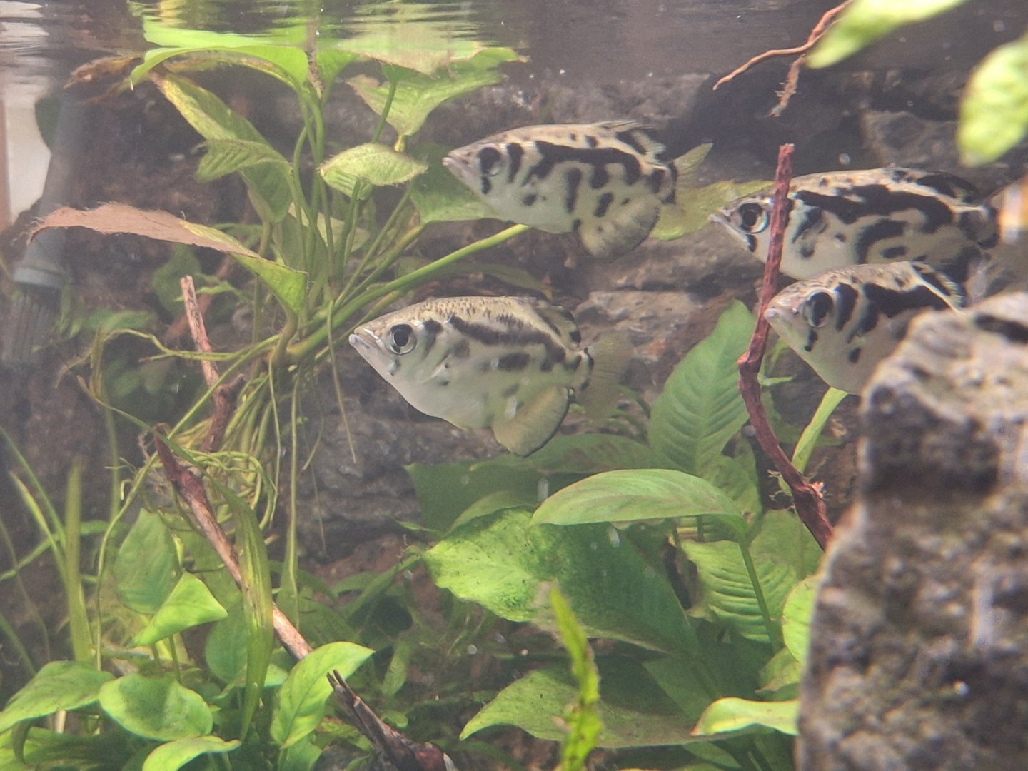 Clouded Archerfish