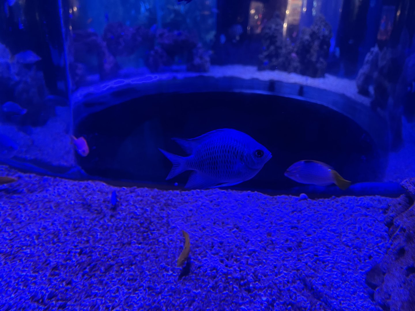 clouded damselfish (amblyglyphidodon curacao)