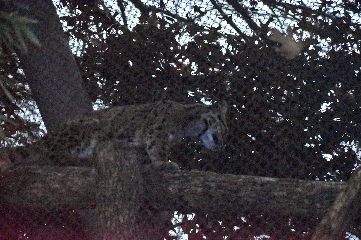 Clouded Leoaprd (Neofelis nebulosa)