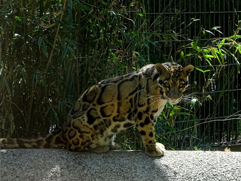 Clouded leopard (05/2020)