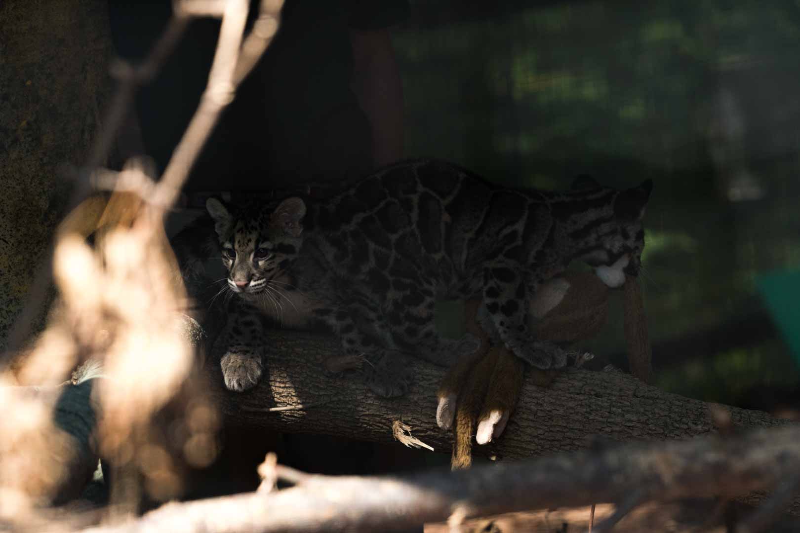 Clouded Leopard 05