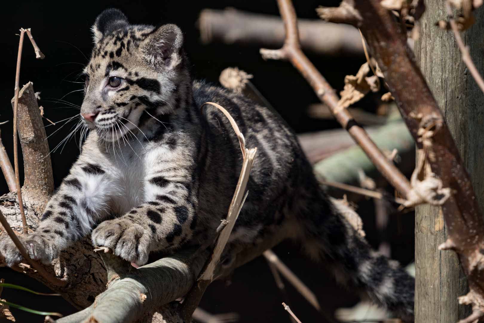 Clouded Leopard 07