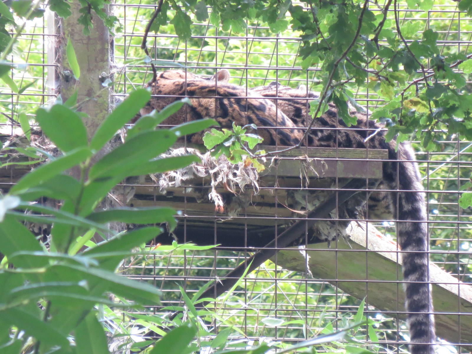 Clouded Leopard 08/14