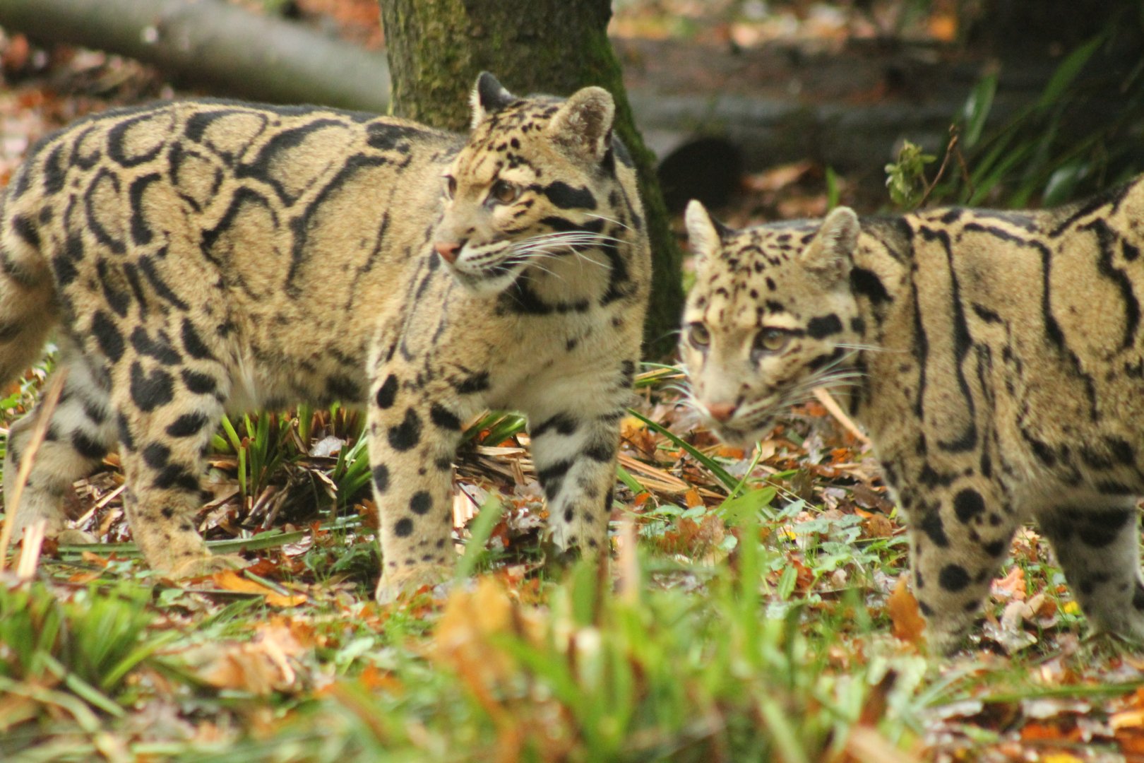 Clouded Leopard 16th October 2018