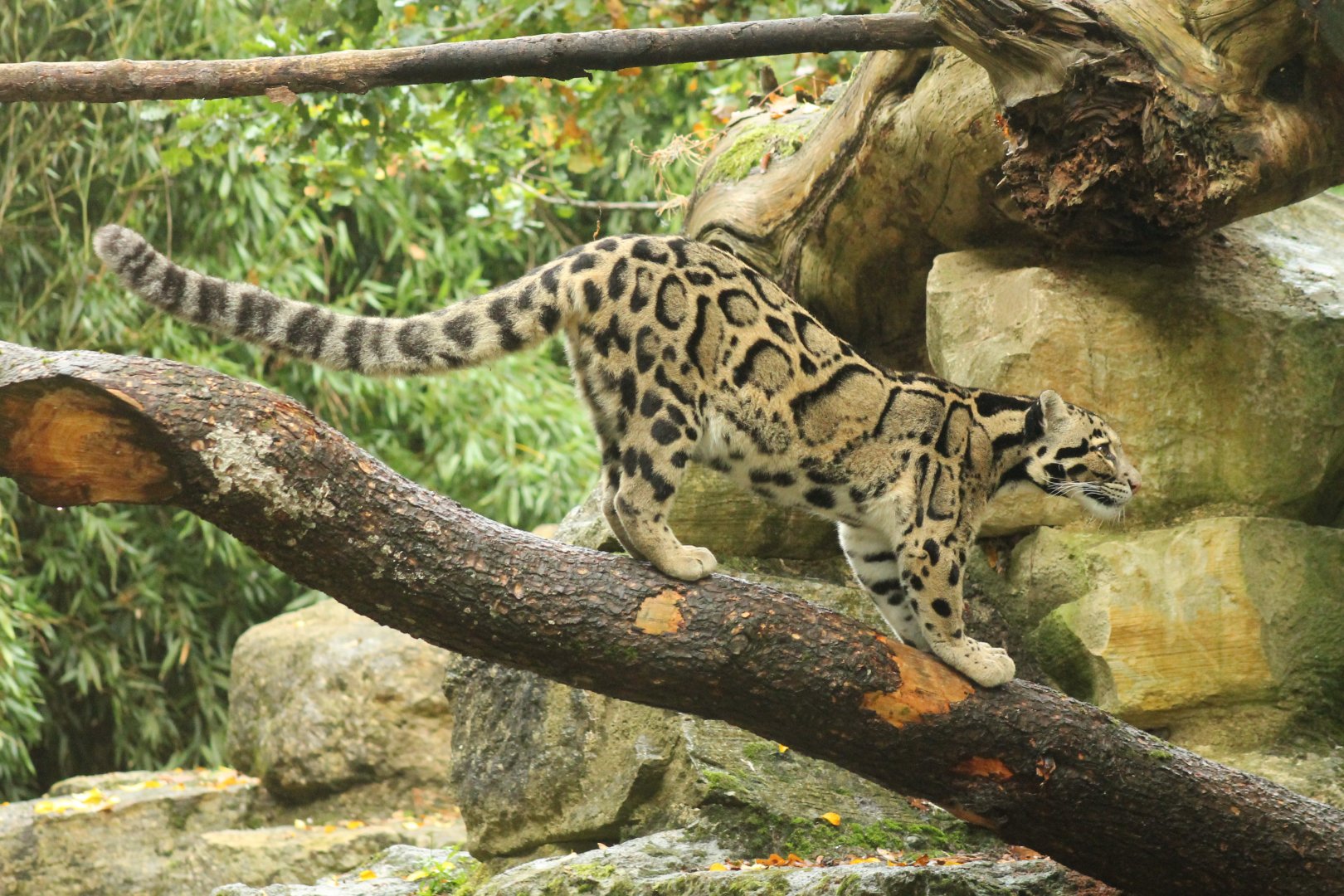 Clouded Leopard 16th October 2018