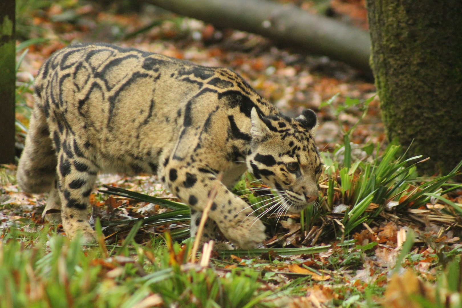 Clouded Leopard 16th October 2018