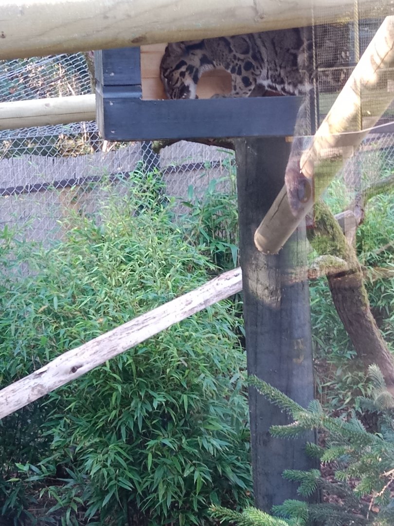 Clouded Leopard, 17.8.25