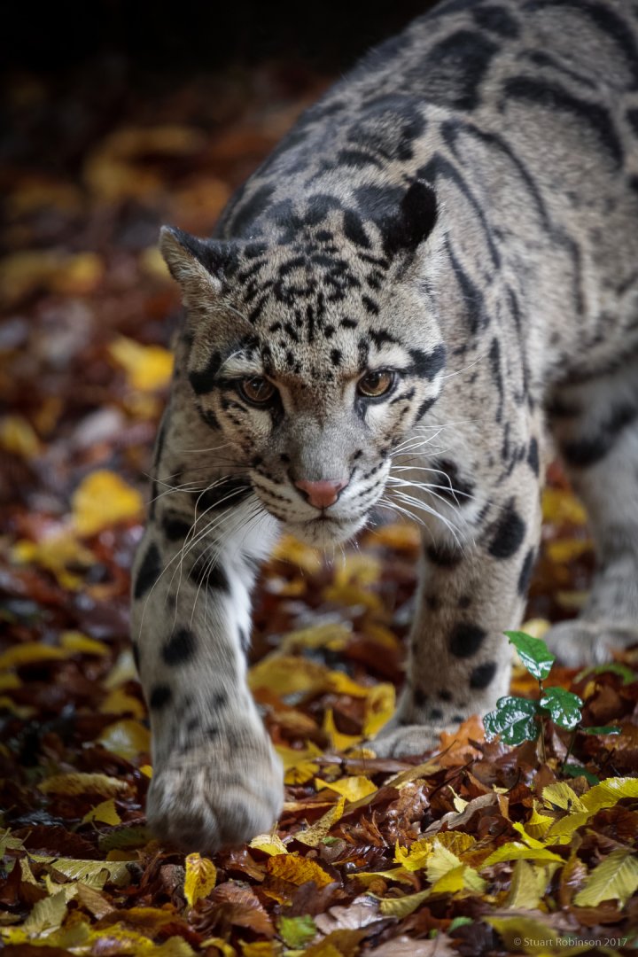 Clouded Leopard - 19/10/2017