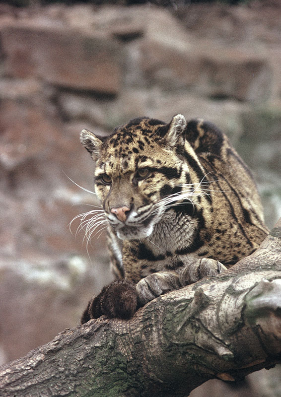 Clouded leopard 1974