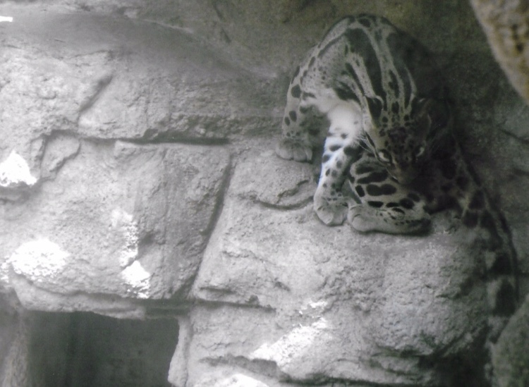 clouded leopard 2010