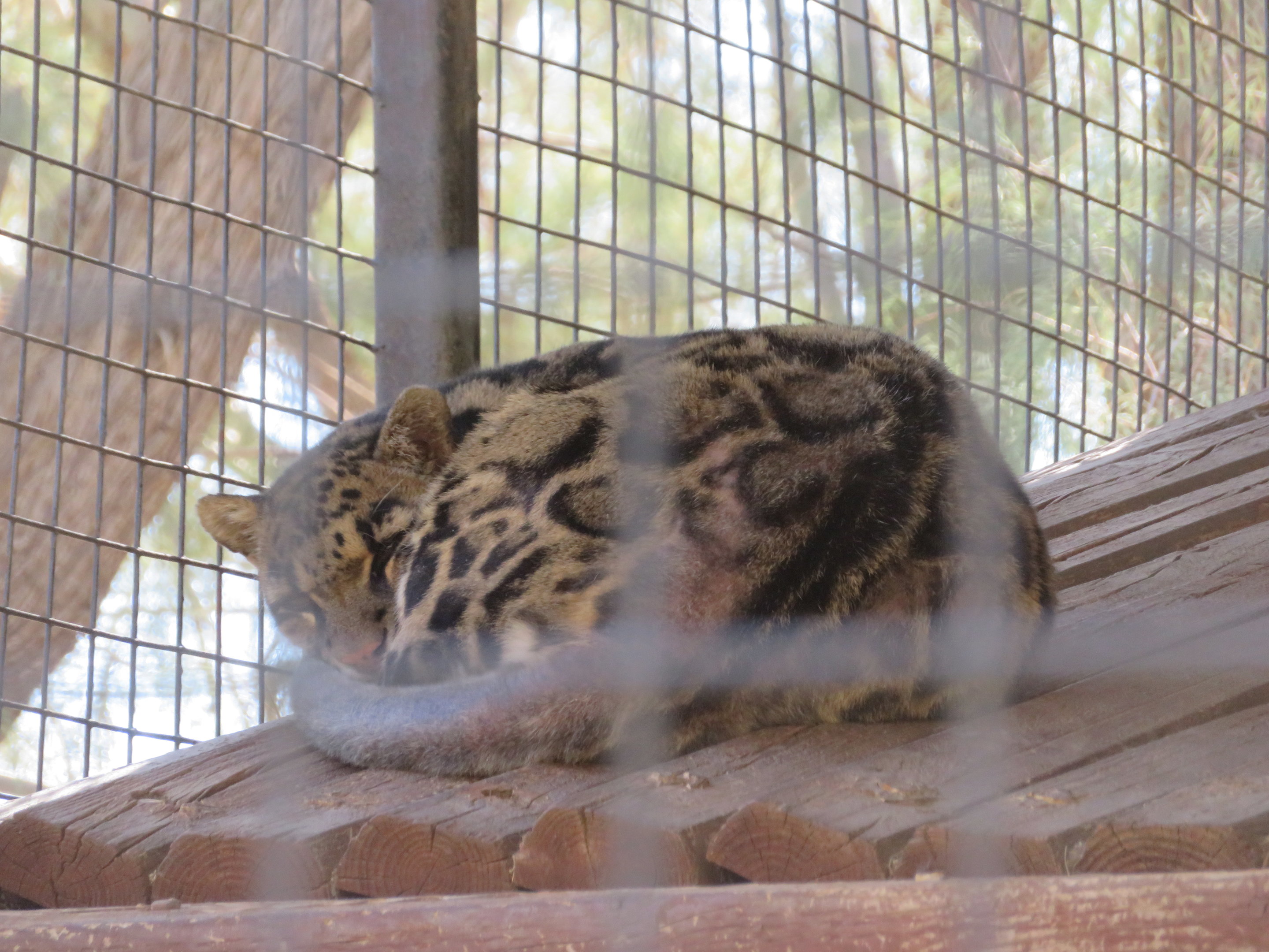 Clouded Leopard (2022)