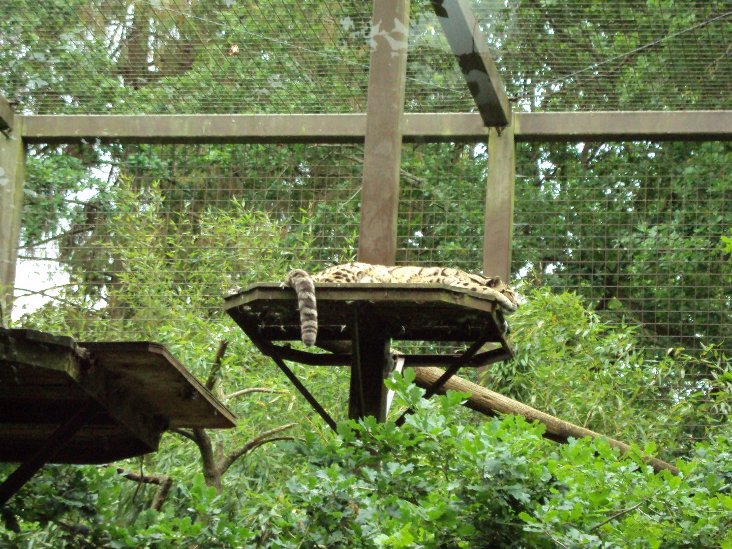 Clouded Leopard 23/06/2019