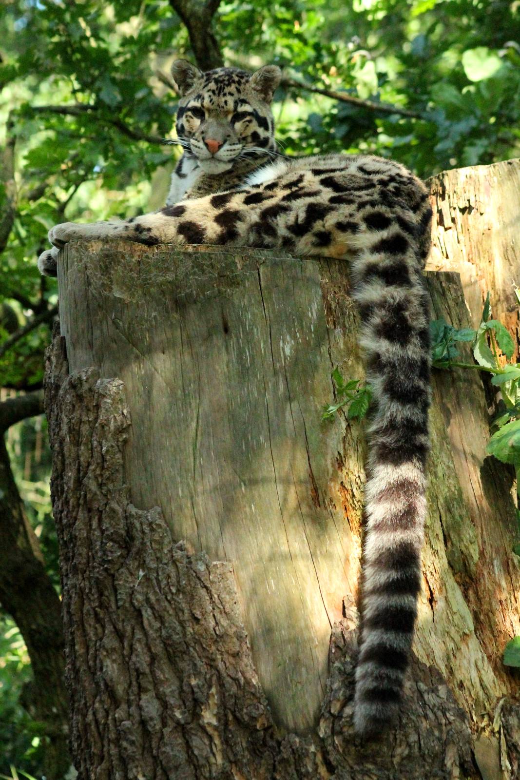 Clouded Leopard - 23rd July 2016