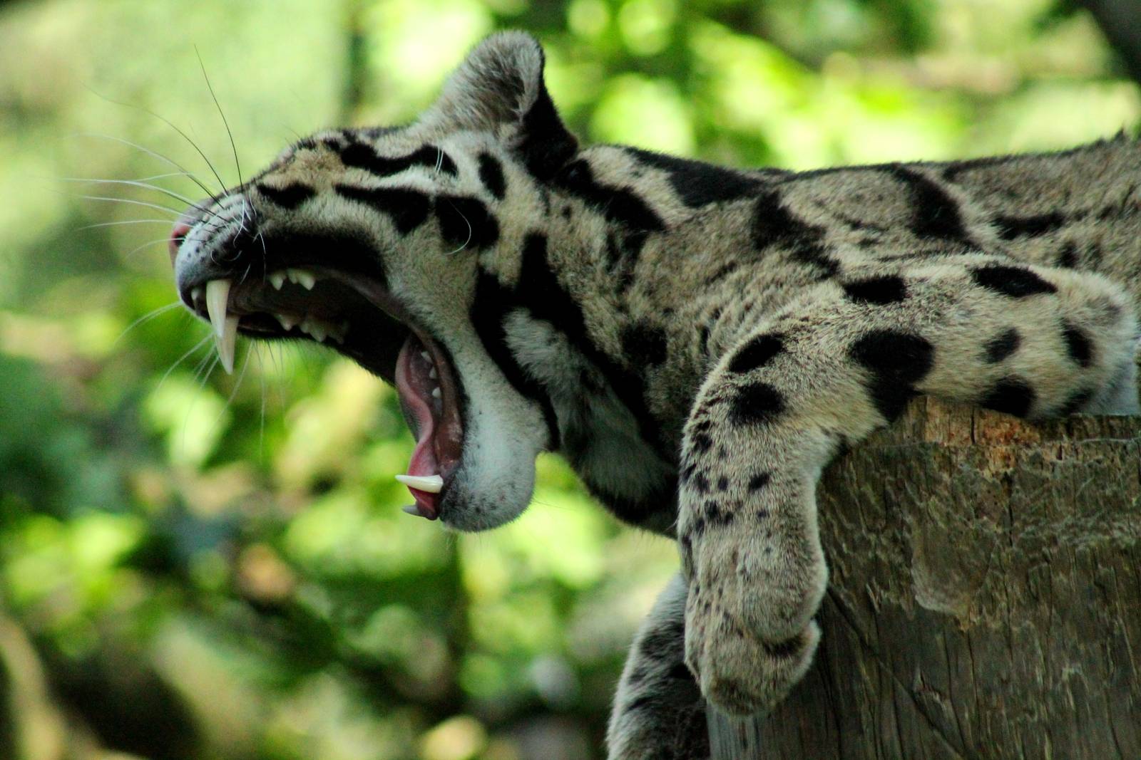 Clouded Leopard - 23rd July 2016