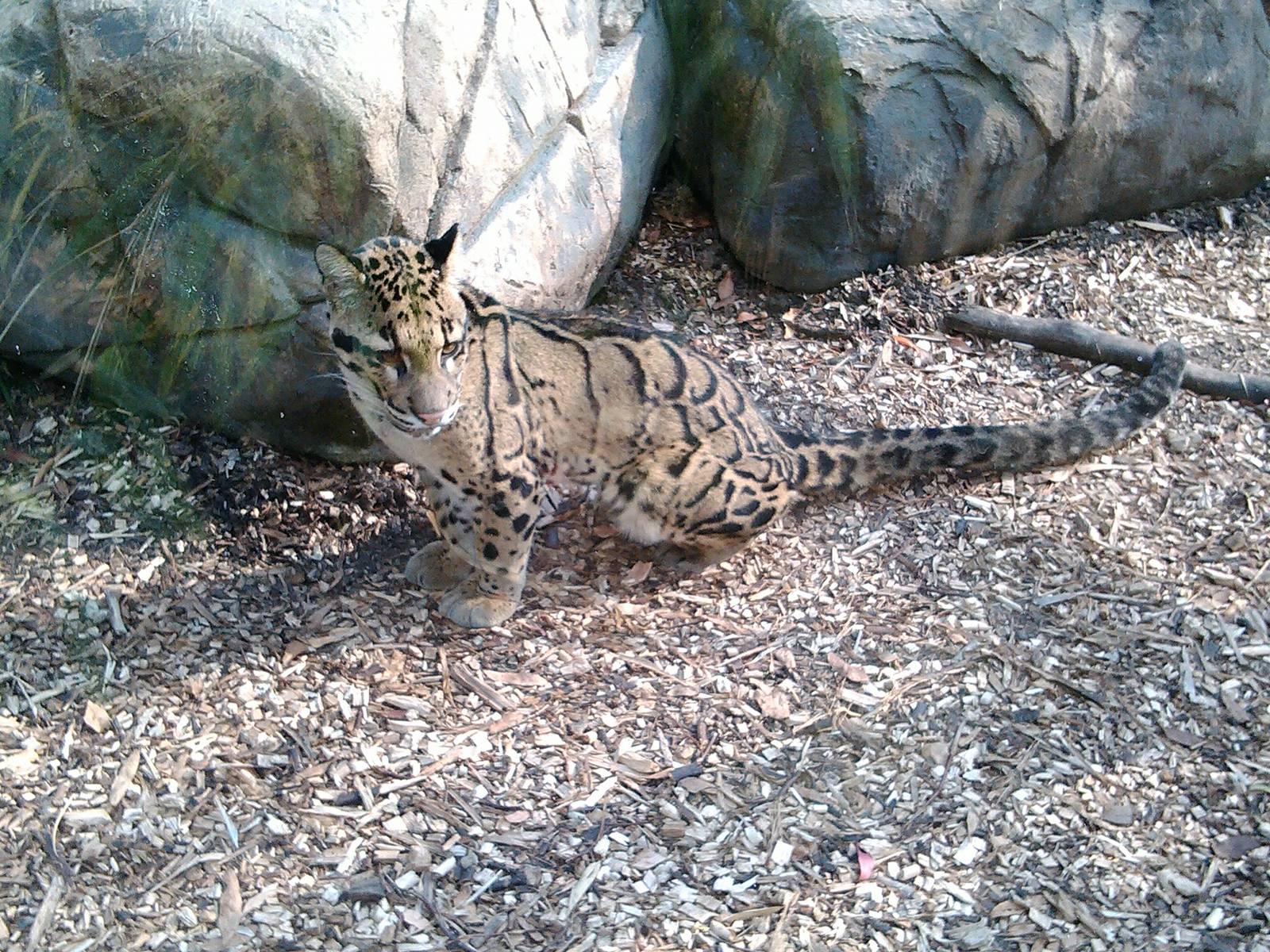 Clouded leopard (23rd sept 2014 )