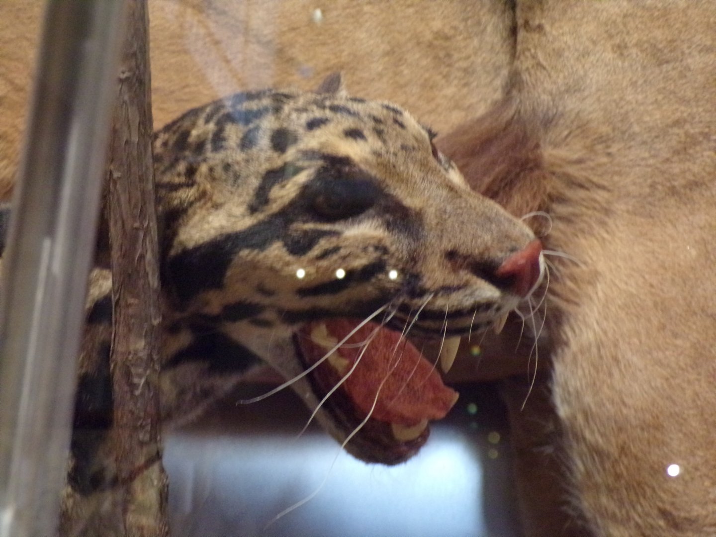 Clouded leopard 26.8.23