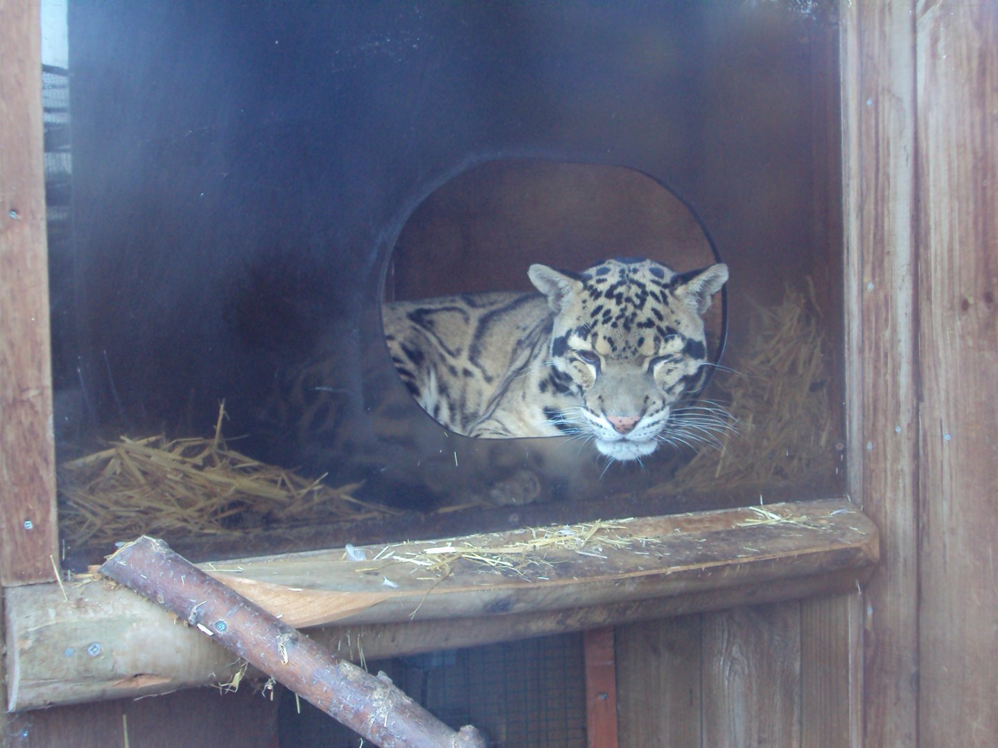 Clouded Leopard 27/10/2019